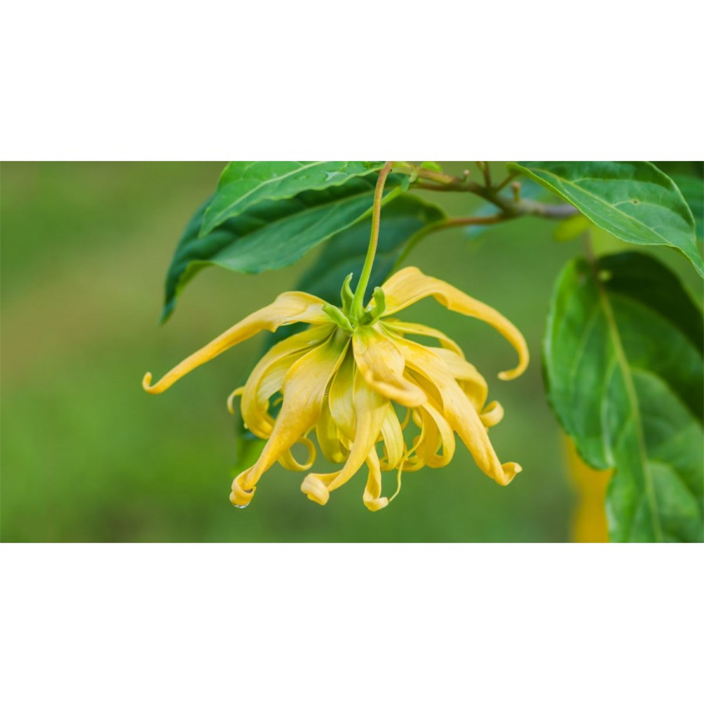 CANDELA PROFUMATA GIARA PICCOLA BEIGE YLANG YLANG 400gr profumazione floreale ylang ylang 80h durata